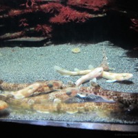 aquarium_whv_03