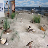norddeich_07