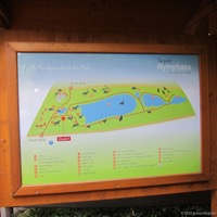 nymphaea_03
