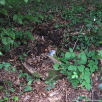 waldfee_grab_04